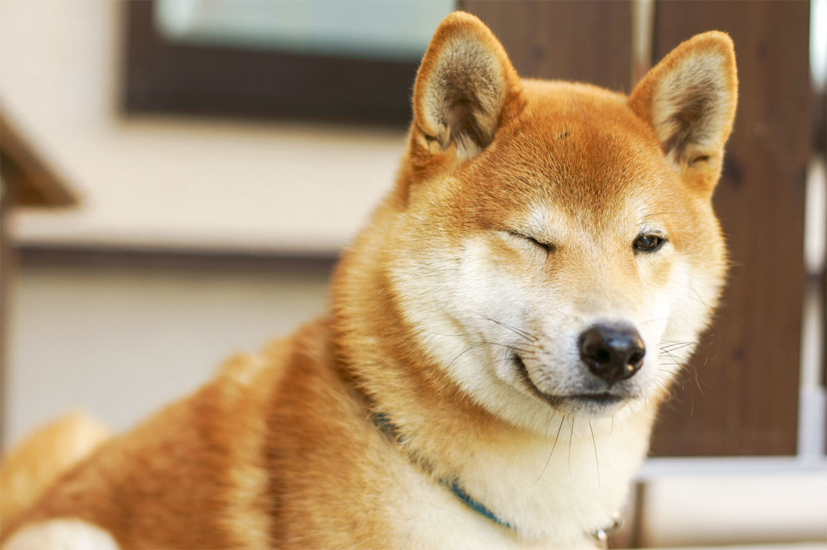 Shiba Dog 1