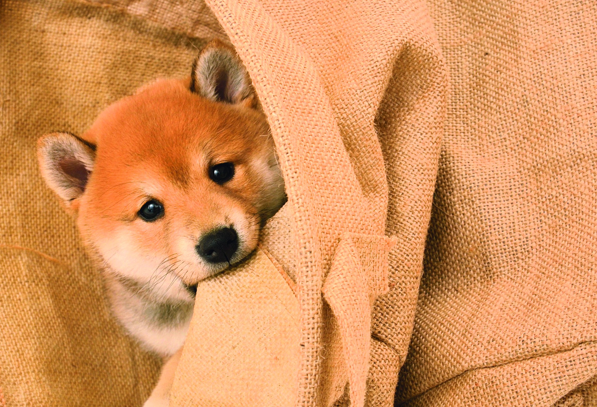 Shiba Dog 2