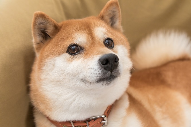 Shiba Dog 3