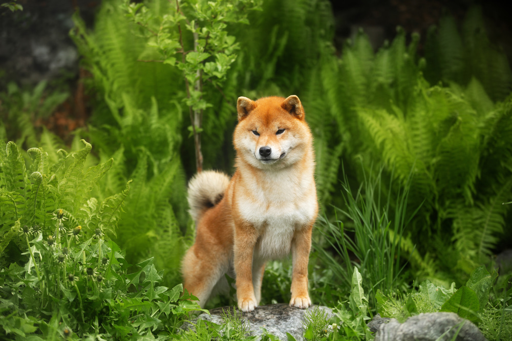 Shiba Dog 4